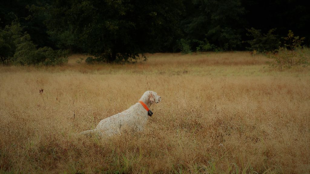 La senorita du ker de l'isle