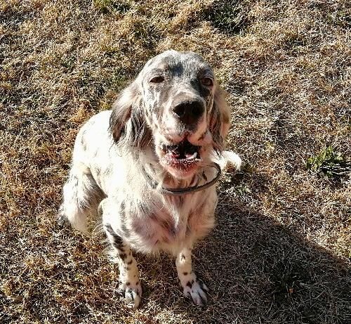 Nala De Terro Tant Aïmado