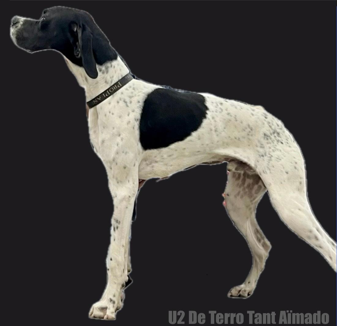 U2 De Terro Tant Aïmado