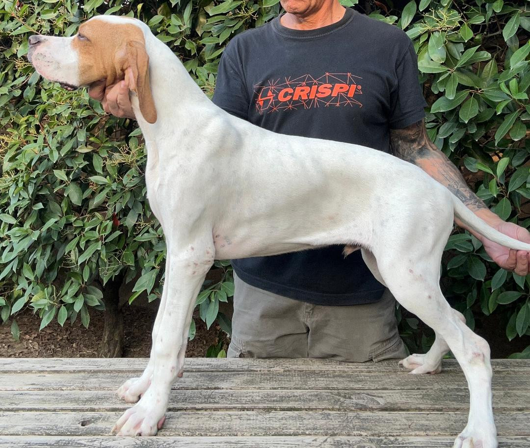 BONO De Terro Tant Aïmado