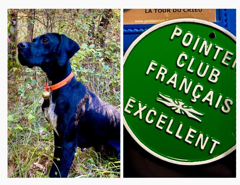 De Terro Tant Aïmado - Field trial bécasse MIOS