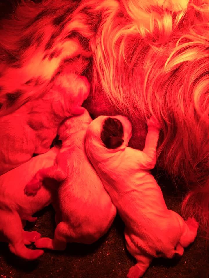 De Terro Tant Aïmado - Naissances chiots Haîto de cazaous / Inès du Murat