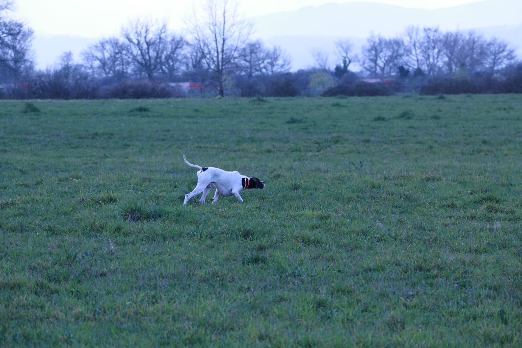 chasse