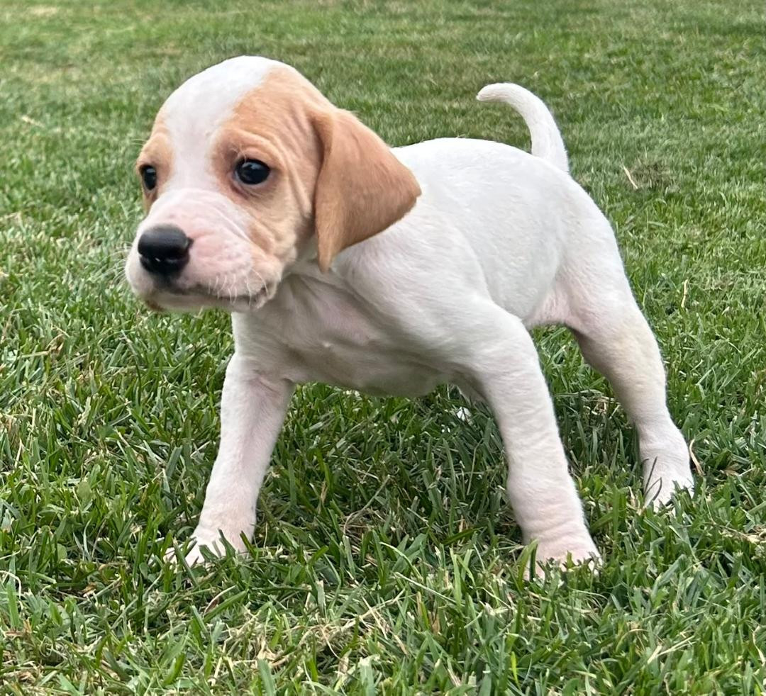 De Terro Tant Aïmado - Chiots disponibles - Pointer