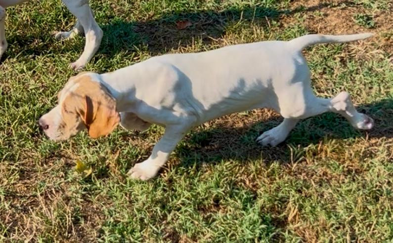 De Terro Tant Aïmado - Chiots disponibles - Pointer