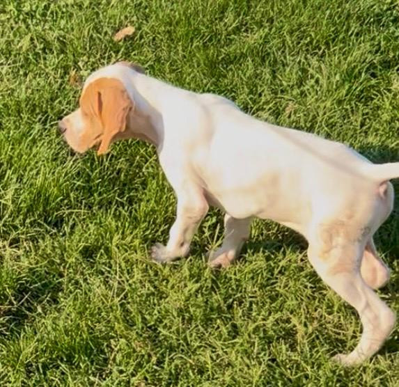 De Terro Tant Aïmado - Chiots disponibles - Pointer