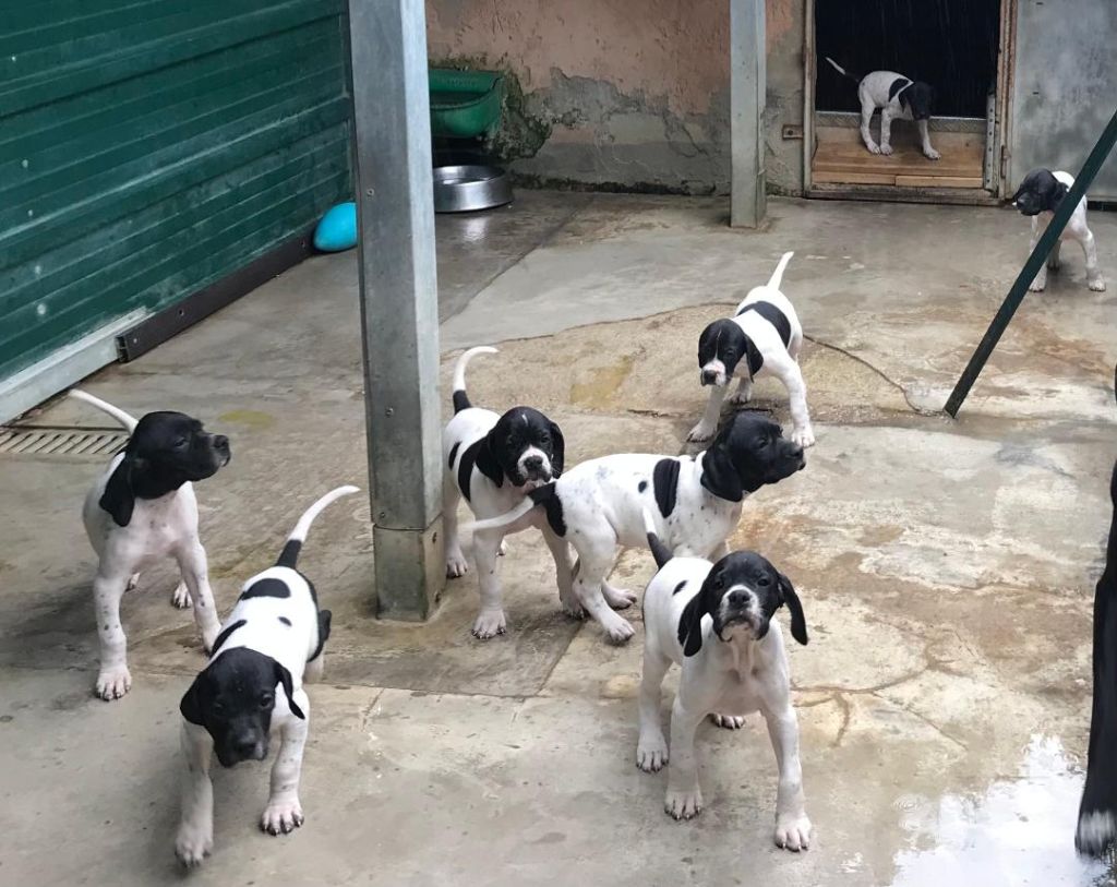 Chiot Pointer De Terro Tant Aïmado